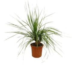 Beaucarnea Recurvata M24 100cm (pata De Elefante)
