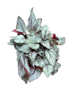 Begonia Artic Breeze Ø12 Planta De Interior Natural