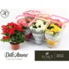 Begonia Eliator M14