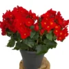 Begonia Eliator M19 35cm