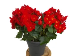 Begonia Eliator M19 35cm