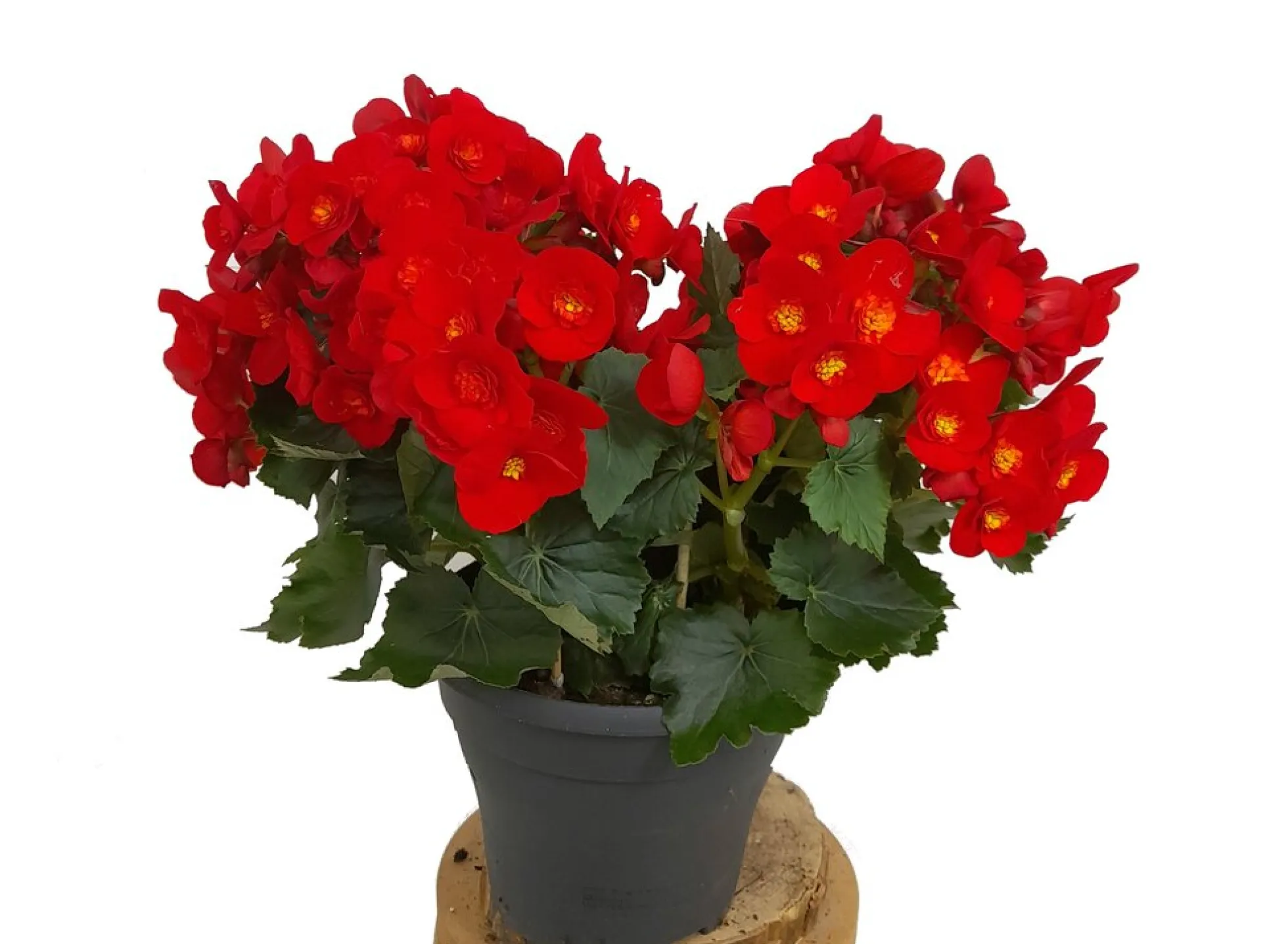 Begonia Eliator M19 35cm