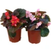 Begonia Semperflorens M13