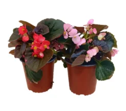 Begonia Semperflorens M13