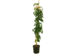 Bignonia Ricasoliana M20 140-160cm