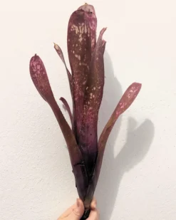 Billbergia 'hallelujah'; bromelia morada, apta para terrarios grandes; Curiosarium; altura 25-45 cm, diámetro 10-20 cm