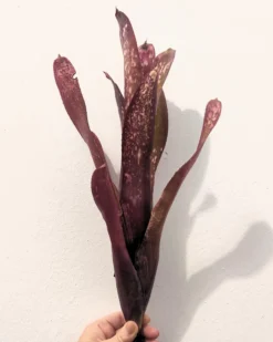 Billbergia 'hallelujah'; bromelia morada, apta para terrarios grandes; Curiosarium; altura 25-45 cm, diámetro 10-20 cm