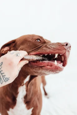 Bimorbox Cachorros Medianos Y Grandes – Pack Ahorro Con Juguete, Mordedor De Olivo Y Snacks Sin Aditivos