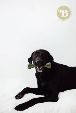 Bimorbox Grande · Pack Snacks Y Juguetes Naturales Para Perros.