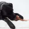 Bimordiscos Asta De Ciervo Para Perros. S