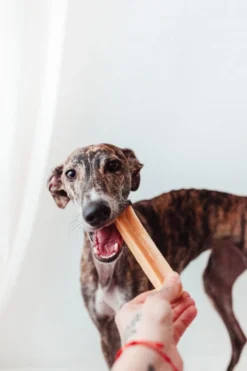 Bimordiscos Hueso De Queso Para Perros. L