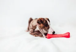 Bimordiscos Juguete Flexible Para Perros · Hueso Para Perros. M