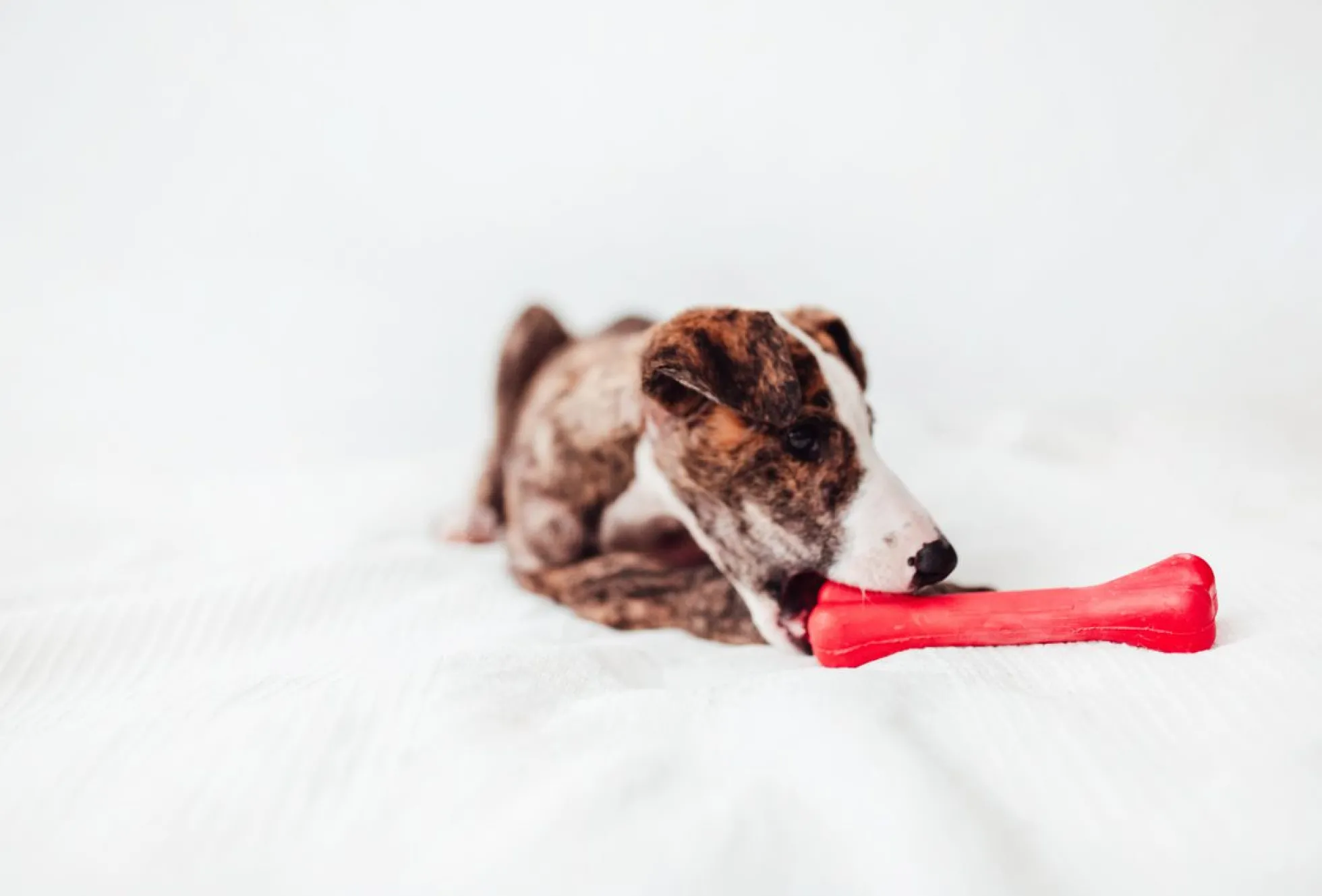 Bimordiscos Juguete Flexible Para Perros · Hueso Para Perros. M