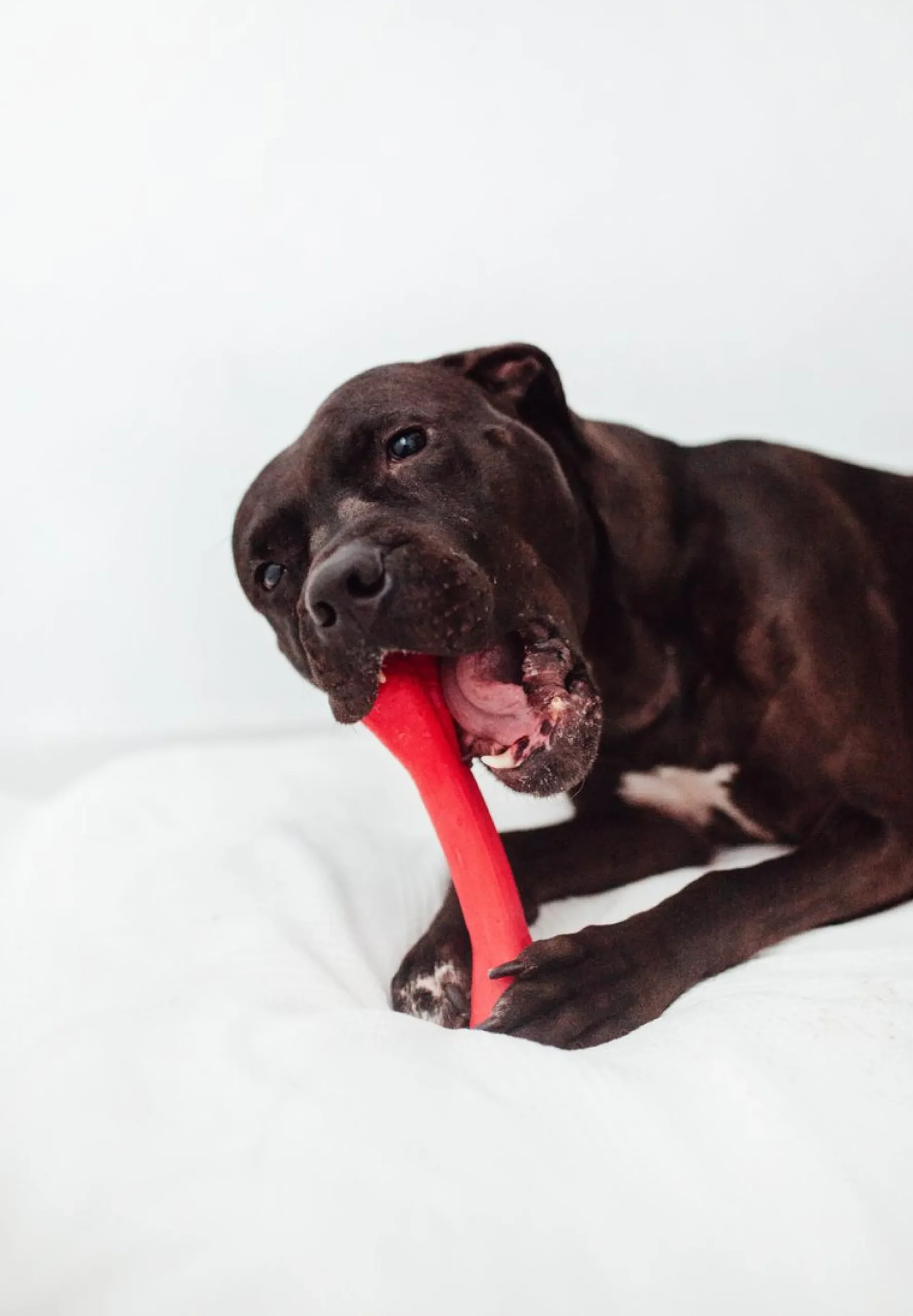 Bimordiscos Juguete Flexible Para Perros · Hueso Para Perros. M