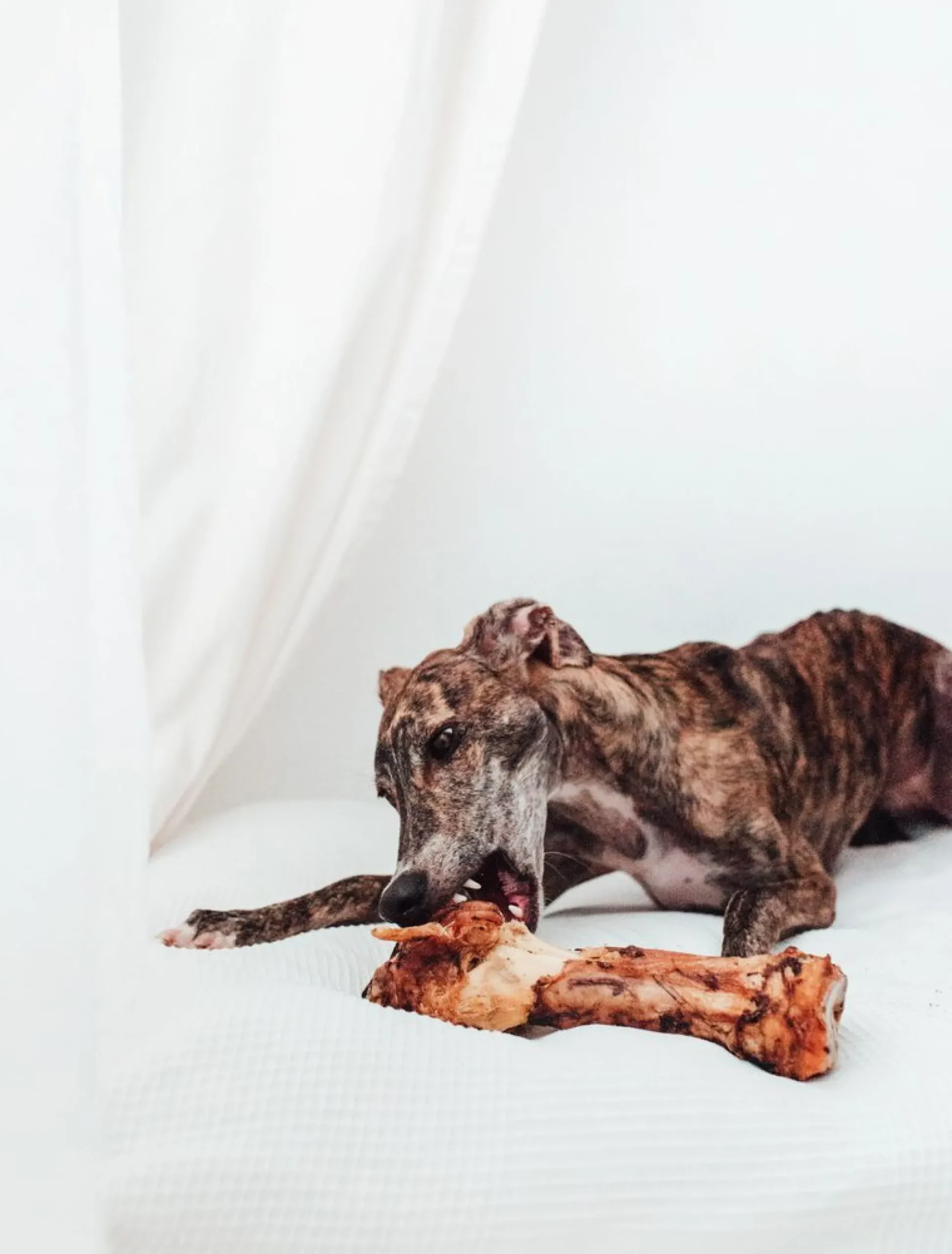 Bimordiscos Pata De Vaca Para Perros.