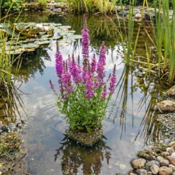 Bloom Boost Tabletas Abono 10 Unidades - Plantas Estanque - 6 Meses