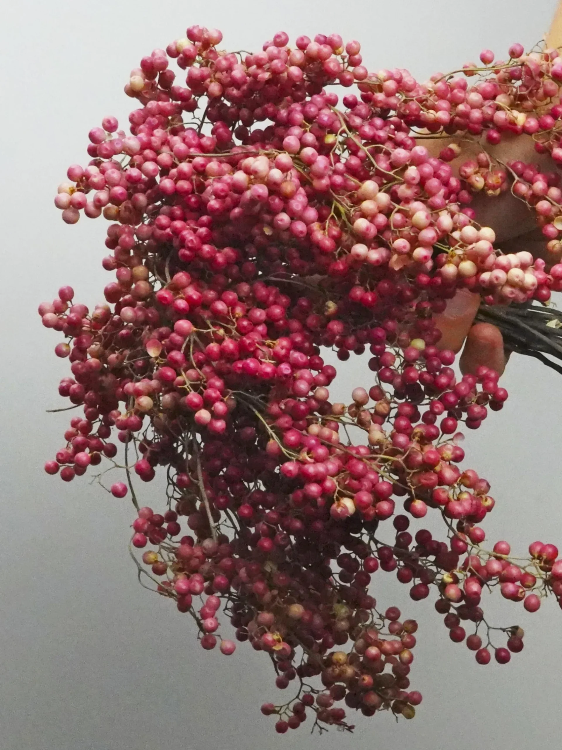 Bolas De Falsa Pimienta