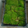 Bolas De Musgo Caja Entera Terrario Kokedama