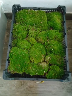 Bolas De Musgo Caja Entera Terrario Kokedama