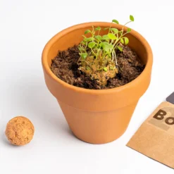 Bombas de Biodiversidad – Flores Silvestres Naranjas para Polinizadores, Regalo - Resetea