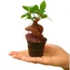 Bonsai Ficus Microcarpa Ginseng M6
