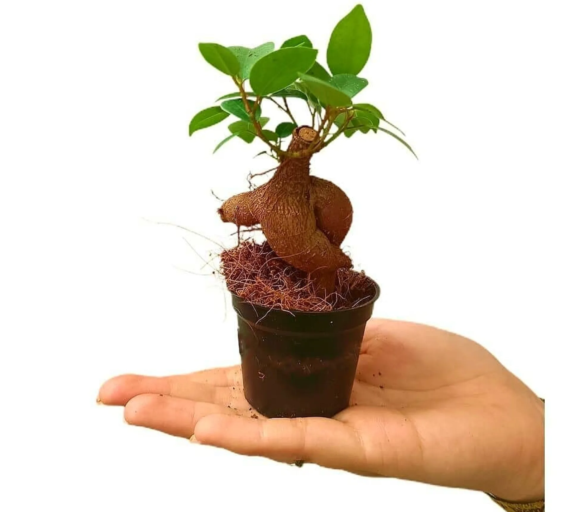 Bonsai Ficus Microcarpa Ginseng M6