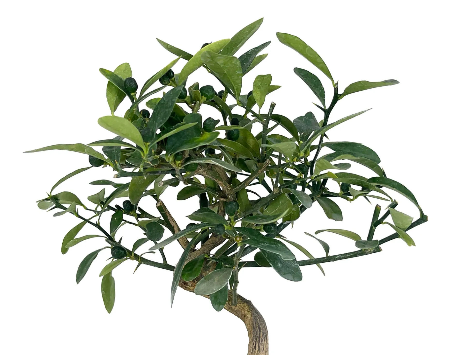 Bonsái Citrus Kinzu – Naranjo Enano 7 Años