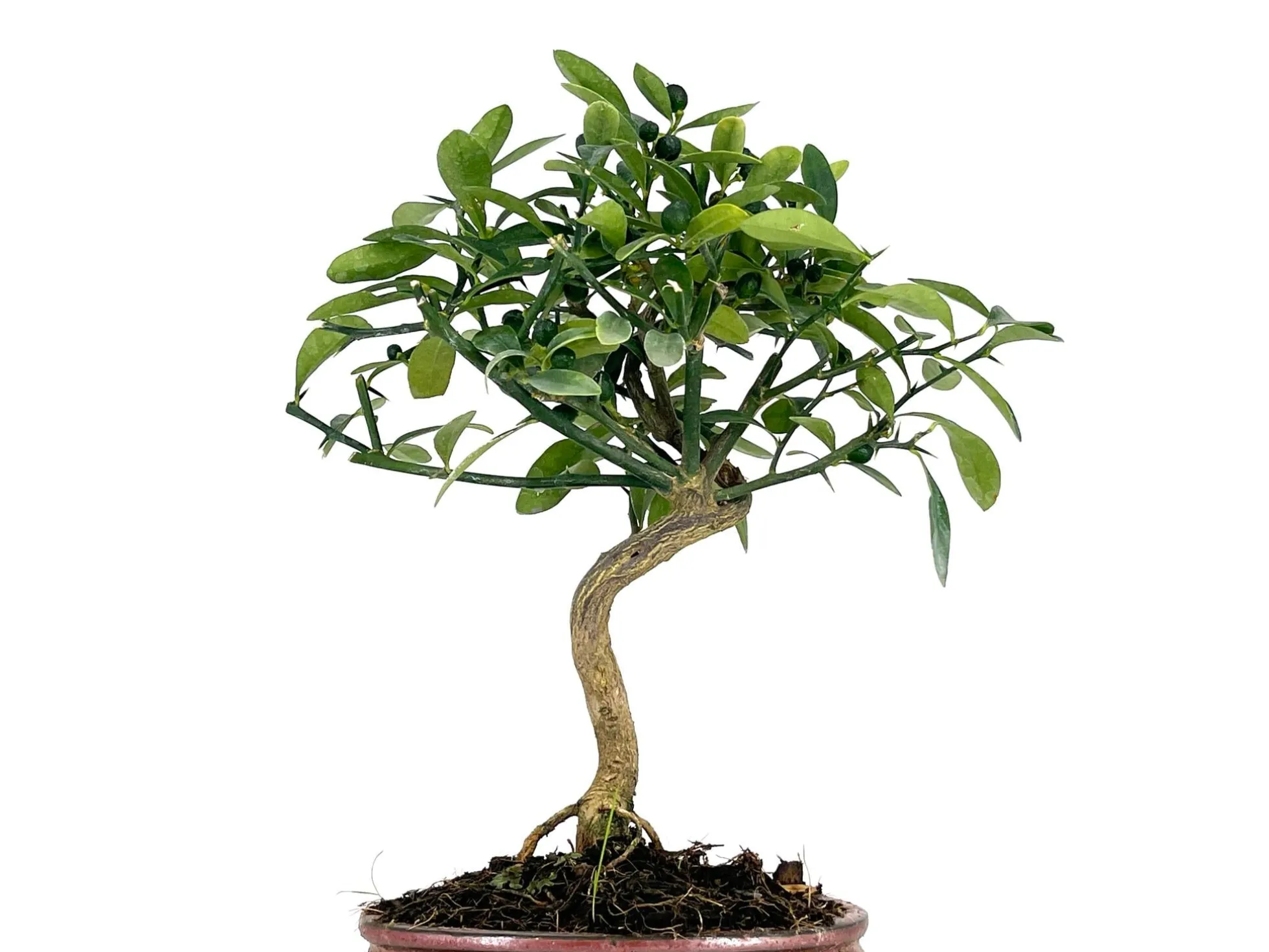 Bonsái Citrus Kinzu – Naranjo Enano 7 Años