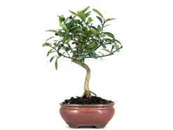 Bonsái Citrus Kinzu – Naranjo Enano 7 Años