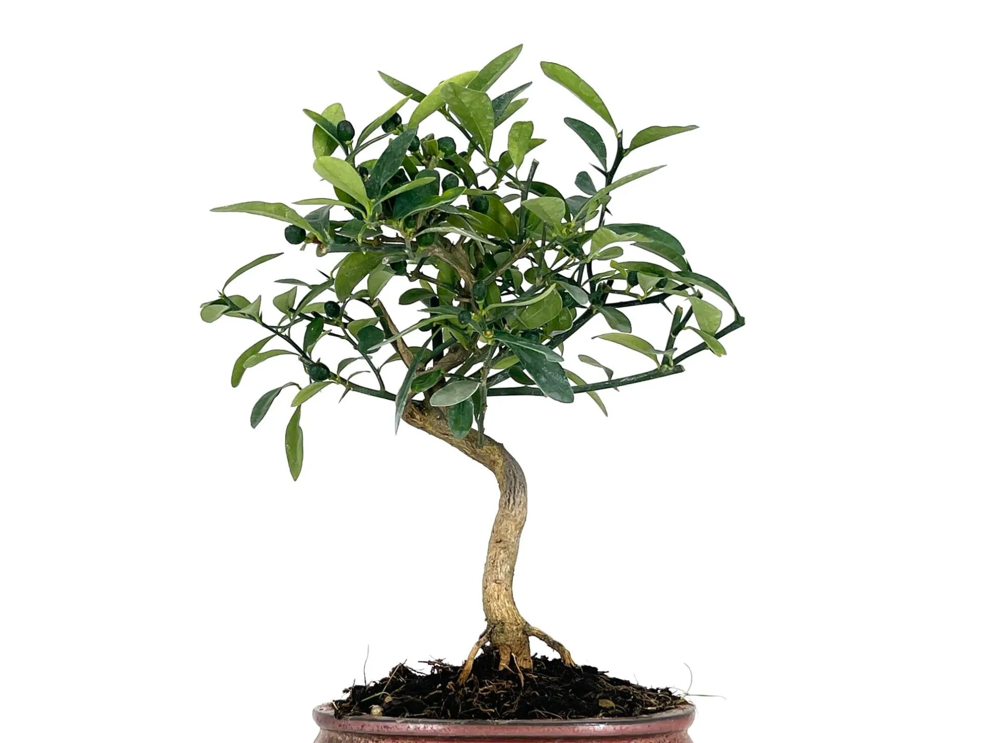 Bonsái Citrus Kinzu – Naranjo Enano 7 Años