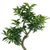 Bonsái Citrus Myrtifolia – Naranjo 8 Años