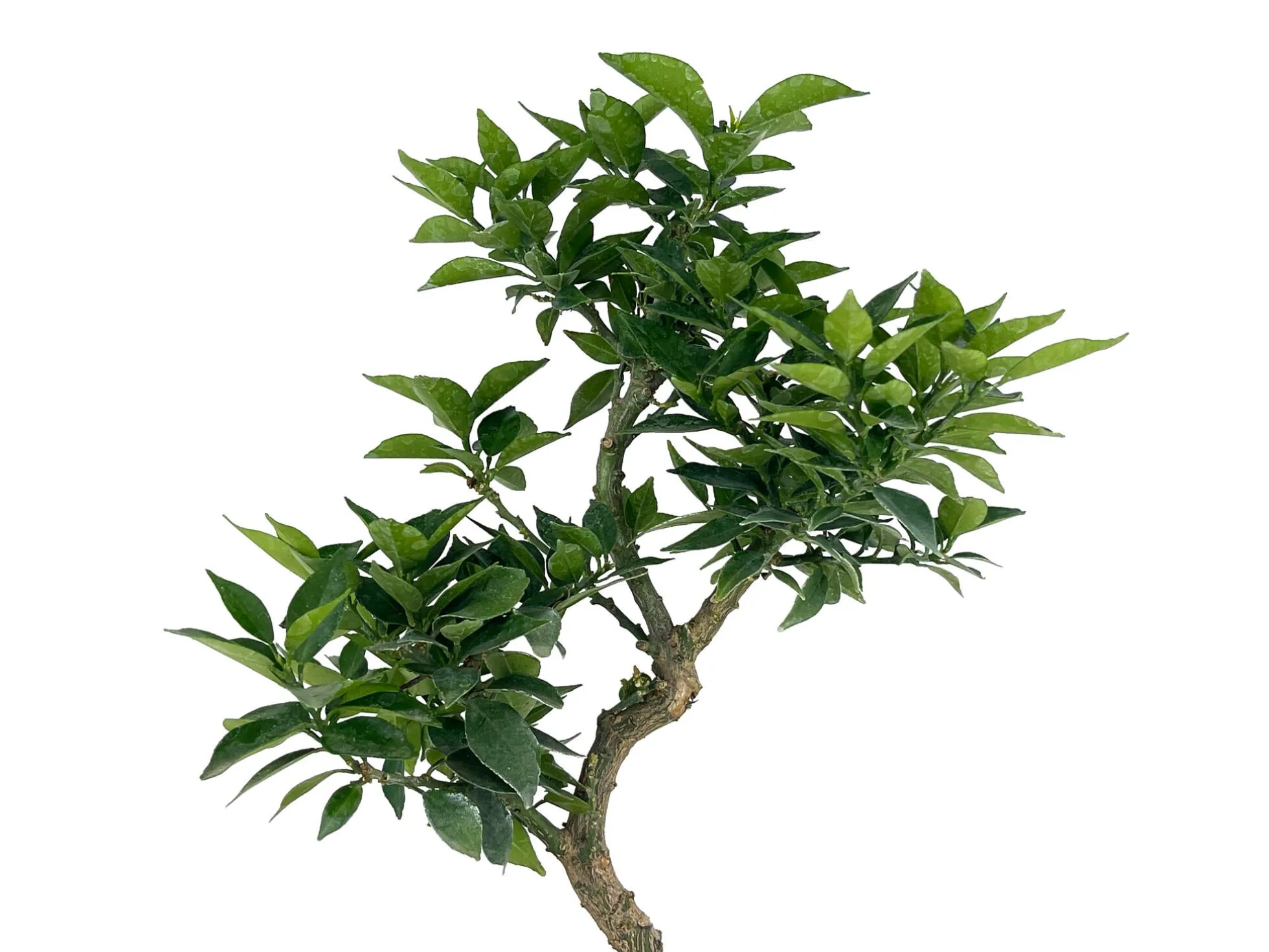 Bonsái Citrus Myrtifolia – Naranjo 8 Años