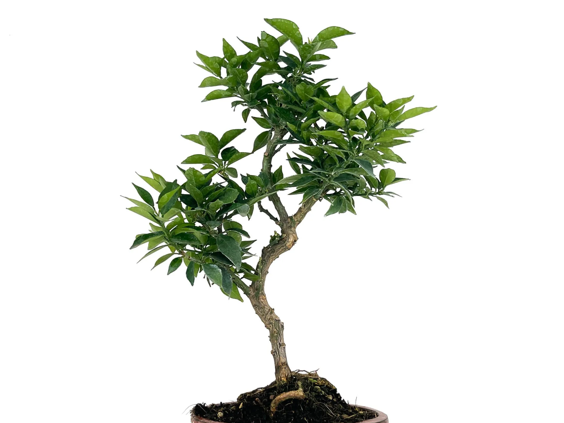 Bonsái Citrus Myrtifolia – Naranjo 8 Años