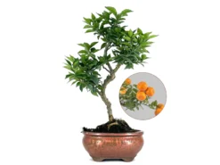 Bonsái Citrus Myrtifolia – Naranjo 8 Años