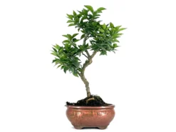 Bonsái Citrus Myrtifolia – Naranjo 8 Años