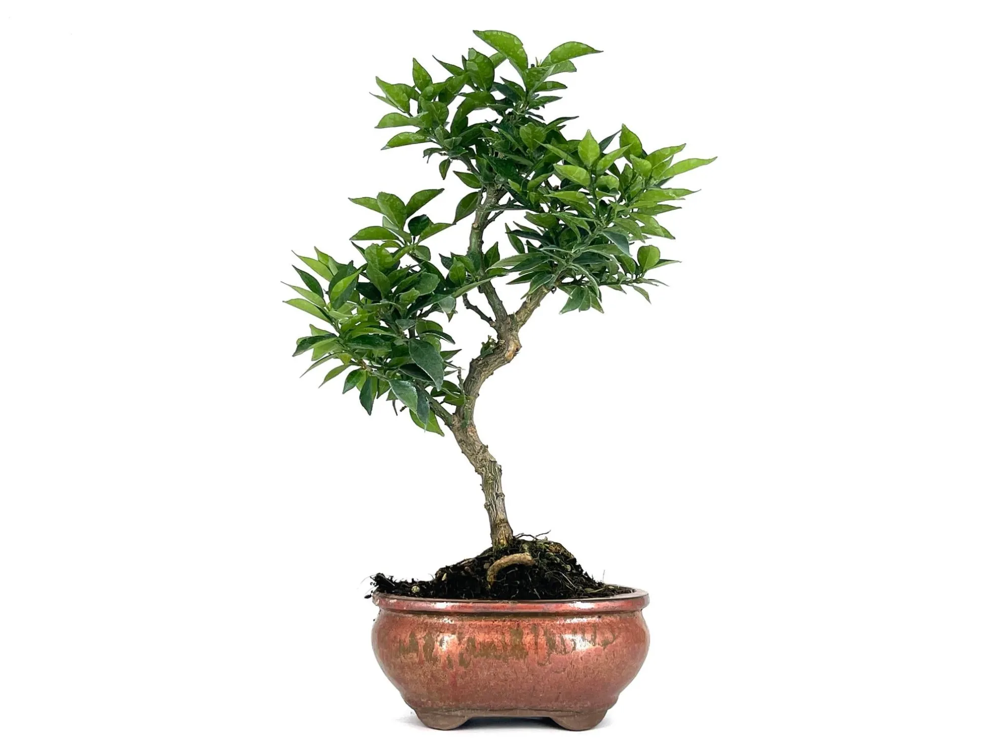 Bonsái Citrus Myrtifolia – Naranjo 8 Años