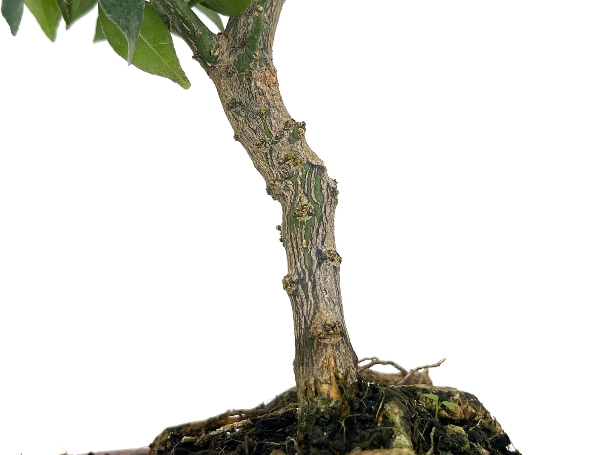 Bonsái Citrus Myrtifolia – Naranjo 8 Años