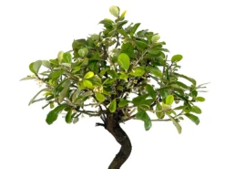 Bonsái Eleagnus 9 Años