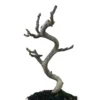 Bonsái Ficus Carica – Higuera 8 Años