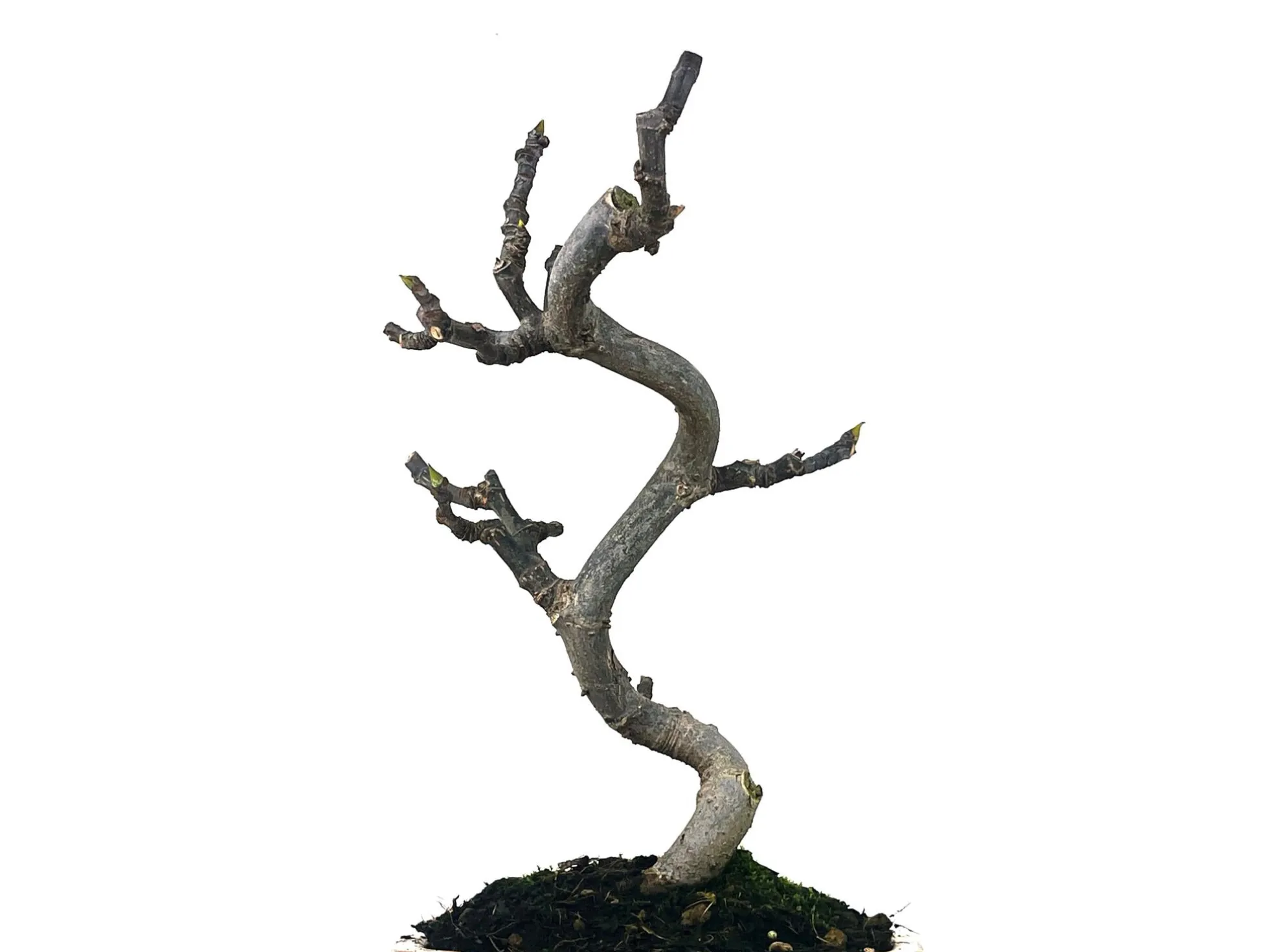 Bonsái Ficus Carica – Higuera 8 Años