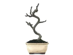 Bonsái Ficus Carica – Higuera 8 Años
