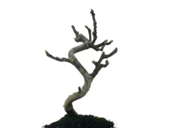 Bonsái Ficus Carica – Higuera 8 Años