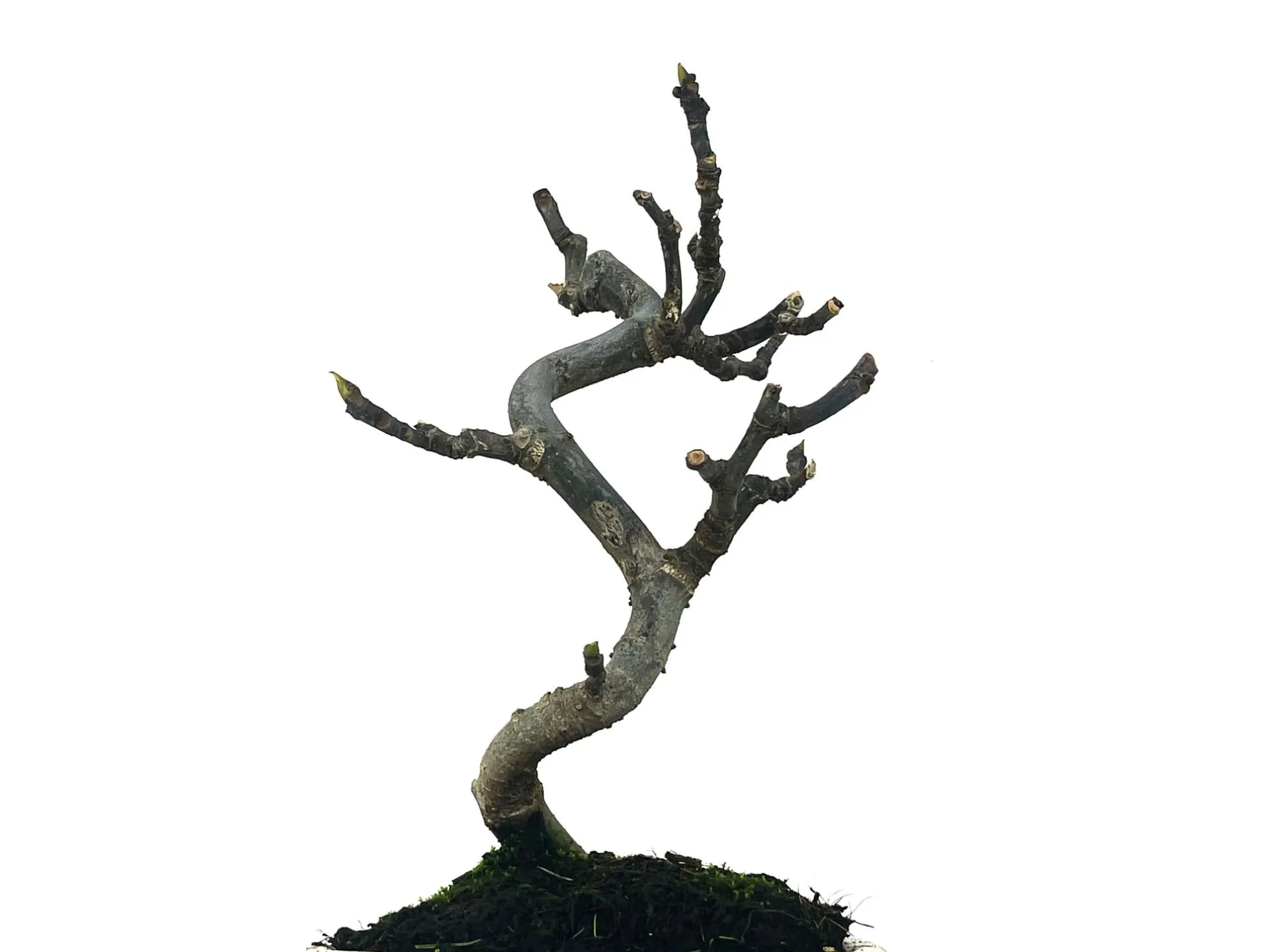 Bonsái Ficus Carica – Higuera 8 Años