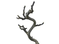 Bonsái Ficus Carica – Higuera 8 Años