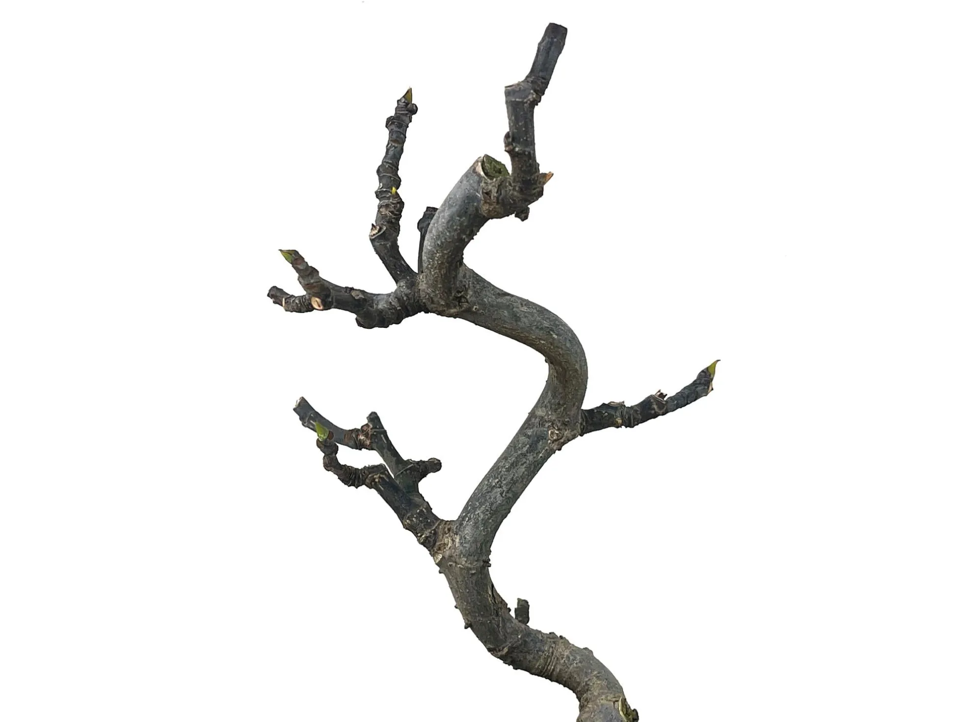 Bonsái Ficus Carica – Higuera 8 Años