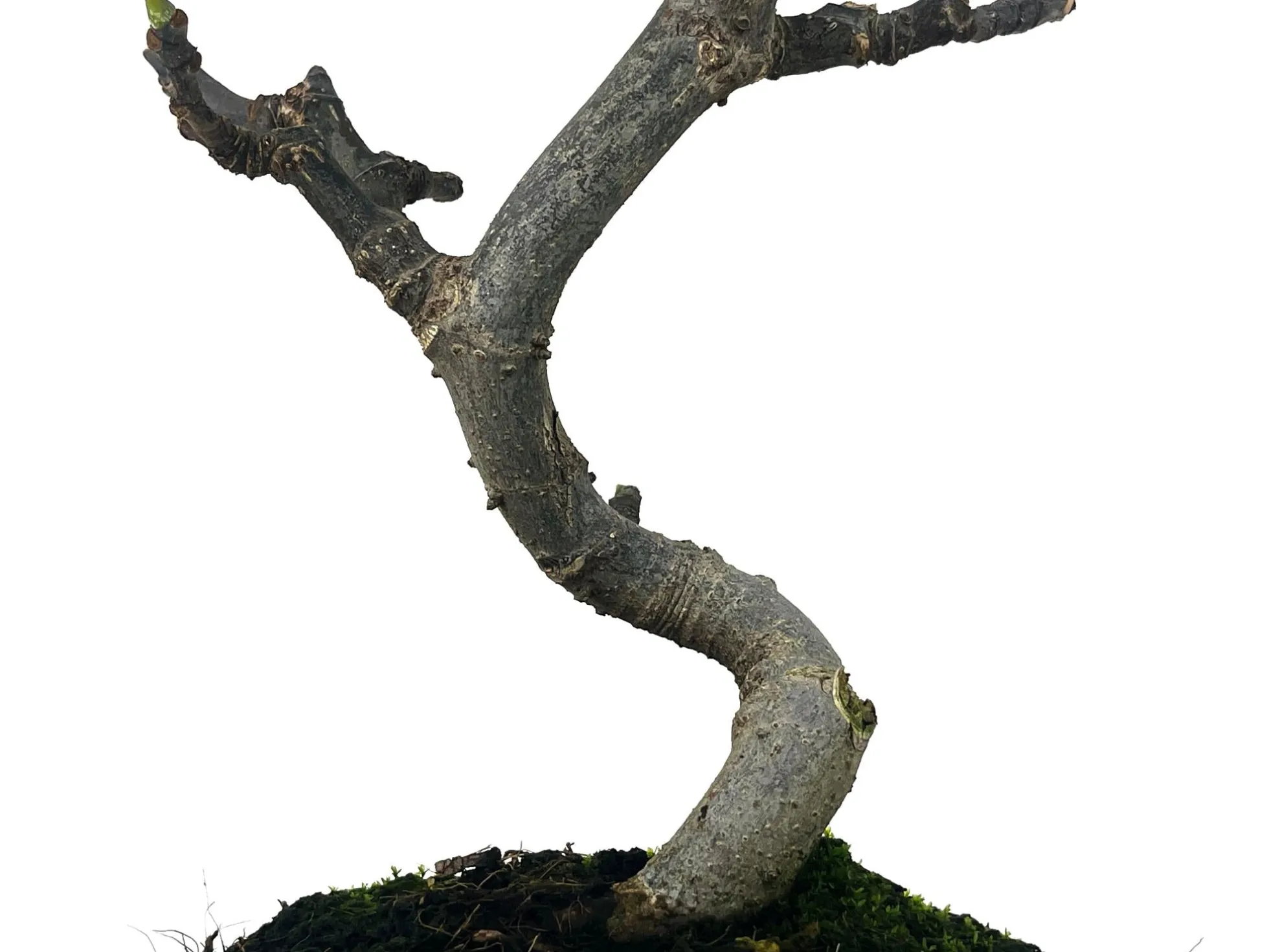 Bonsái Ficus Carica – Higuera 8 Años