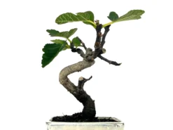 Bonsái Ficus Carica – Higuera 7 Años