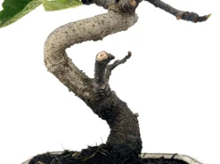 Bonsái Ficus Carica – Higuera 7 Años