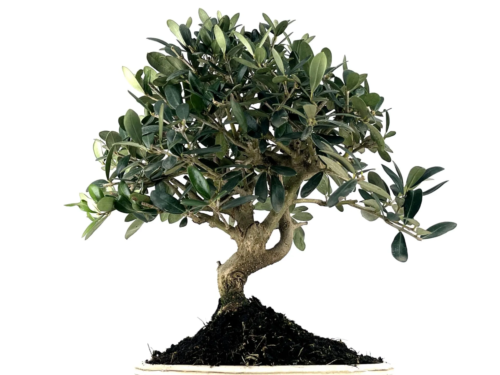 Bonsái Olea Europea – Olivo 9 Años