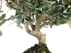 Bonsái Olea Europea – Olivo 9 Años